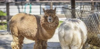Aviaria in Usa, virus rilevato anche negli alpaca