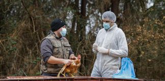 Aviaria, scienziato Usa: “Probabili altri casi umani non diagnosticati”