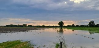 180 millimetri di acqua in 2 giorni: campi sommersi, vigneti colpiti dalla grandine. Tremano gli agriturismi