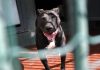 Aggressione pitbull, veterinario: “Non demonizzare ma vanno gestiti con regole severe”