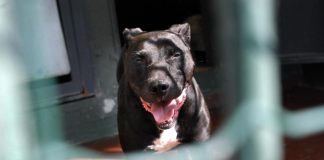 Aggressione pitbull, veterinario: “Non demonizzare ma vanno gestiti con regole severe”