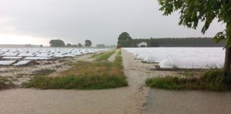 Bassa, pesanti danni in agricoltura. Campagne allagate, meloni e zucche crivellati dalla grandine