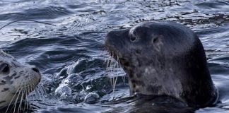 Canada, foche uccise dal virus H5N1: studio allarma gli scienziati