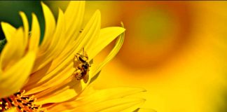 Mantova, mozione Rossi approvata all’unanimità: il Comune si impegna per api e biodiversità