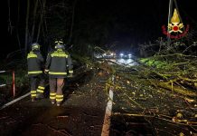 Vento nella notte, alberi caduti: Vigili del Fuoco al lavoro in città e nell’Alto Mantovano