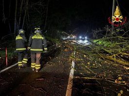 Vento nella notte, alberi caduti: Vigili del Fuoco al lavoro in città e nell’Alto Mantovano