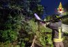 Pioggia e vento forte, a S. Benedetto alberi caduti. Vigili del fuoco al lavoro