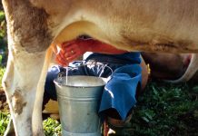 Accordo sul prezzo del latte, Confagricoltura: “Necessarie soluzioni strutturali”