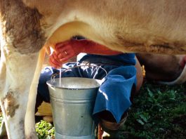 Accordo sul prezzo del latte, Confagricoltura: “Necessarie soluzioni strutturali”