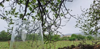 Vino, per la Sicilia il 2023 annata performante nonostante calo produttivo
