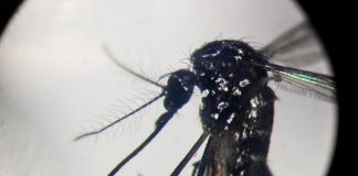 Dengue, primo caso a Rovigo