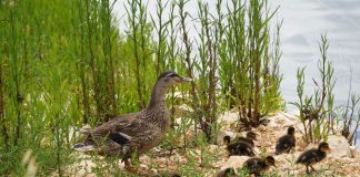 AQP restituisce acqua in natura contribuendo a conservare biodiversità