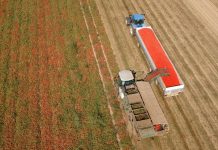 Coldiretti Mantova, coltivazione pomodoro: “nostra provincia leader in Lombardia col 44% delle superfici”