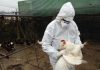 Aviaria, Messico smentisce: “Nessuna morte da H5N2, pessima comunicazione Oms”