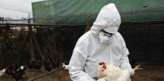 Aviaria, Messico smentisce: “Nessuna morte da H5N2, pessima comunicazione Oms”