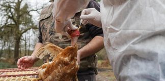 Aviaria in Usa, l’epidemiologo: “Fare scorta di antivirali, dopo sarà tardi”