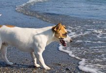 Cani e caldo, come godersi l’estate senza rischi? Ecco qualche suggerimento