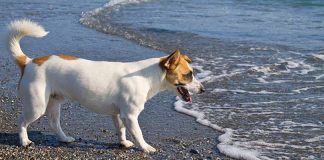 Cani e caldo, come godersi l’estate senza rischi? Ecco qualche suggerimento