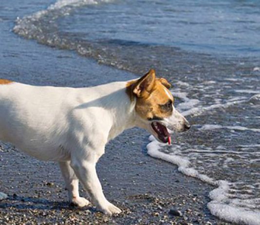 Cani e caldo, come godersi l’estate senza rischi? Ecco qualche suggerimento