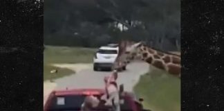 Giraffa afferra bimba durante il safari, attimi di paura in Texas – Video