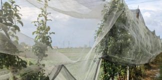 Il maltempo nella Bassa piega ancora l’agricoltura