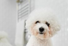 Cosa bisogna sapere prima di prendere un barboncino toy?