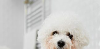 Cosa bisogna sapere prima di prendere un barboncino toy?