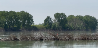 Cadavere ripescato in Po: era in acqua da mesi. Mistero sull’identità
