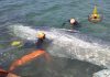 Talamone, recuperato il corpo della balenottera morta nel porto