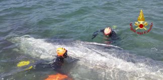 Talamone, recuperato il corpo della balenottera morta nel porto