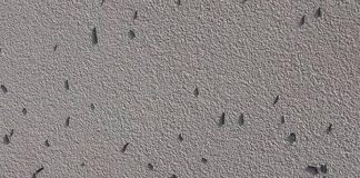 Bruchi in città, disinfestazione di Tea in aree pubbliche. Ai privati: “utilizzare insetticidi per colpire le larve”