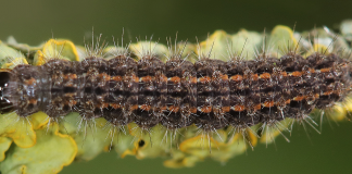 I bruchi neri infestano anche la provincia. E arriva pure l’infantria