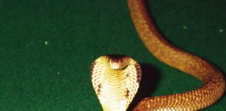 Morso del cobra, scoperto nuovo antidoto: è la ‘vecchia’ eparina