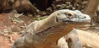 Draghi di Komodo hanno i denti rivestiti di ferro, la scoperta