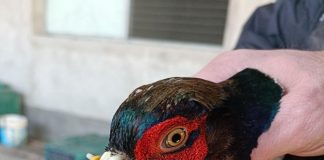 Fagiani maltrattati, denunciato allevatore mantovano. Sequestrati 15mila esemplari