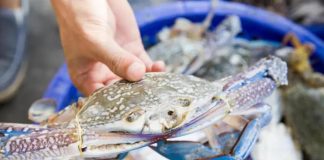 Pesca: tra granchio blu e vermocane pescatori ‘al palo’, attività ridotta con picchi dal 70 al 100%**