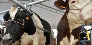 Crollo prezzo del latte, il Pd: “l’assessore regionale convochi subito il tavolo”