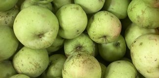Tornano le mele “Brutte ma buone” al mercato contadino: c’è la varietà “Abbondanza”