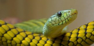 Cina, trovato con 100 serpenti vivi nei pantaloni: arrestato