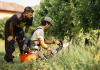 Vino, a scuola di dendrochirurgia in vigna per combattere il mal dell’esca con Simonit&Sirch