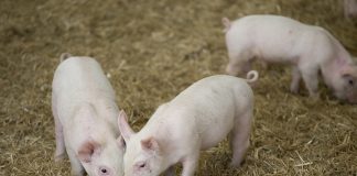 Emergenza Psa, giovedì in Confagricoltura convegno con l’assessore Beduschi