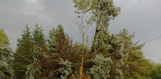 Il maltempo abbatte alberi e pali. A Sermide interrotta la circolazione ferroviaria