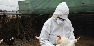 Francia, allerta uova contaminate da Pfas nei pollai domestici