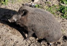 Frassino, cinghiale resta intrappolato nel Diversivo: salvato dai vigili del fuoco