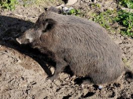 Frassino, cinghiale resta intrappolato nel Diversivo: salvato dai vigili del fuoco
