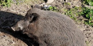Bambino morso da cinghiale in spiaggia alla Maddalena
