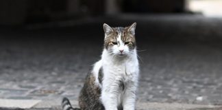 Giornata internazionale del gatto, cos’è e perché si celebra l’8 agosto