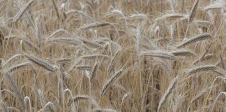 Celiachia, scoperto meccanismo che scatena reazione al glutine