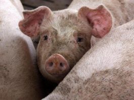 Maiali, Coldiretti: “Prezzi in ripresa dopo 5 mesi”. Ronconi: “Valutare accordi di filiera”