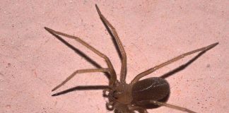 Ragno violino, vespe e calabroni: dove si nascondono in casa, rischi e cosa fare